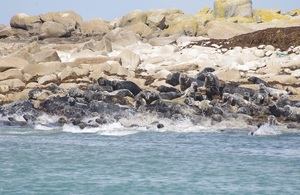 A group of seals stampeding on rocks