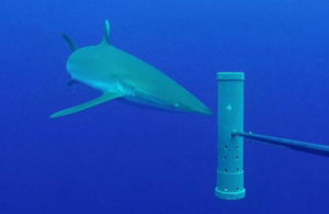 Silky shark swimming next to BRUVS equipment