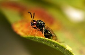 Asian Wasp Listed As Threat To UK's Sweet Chestnut Trees