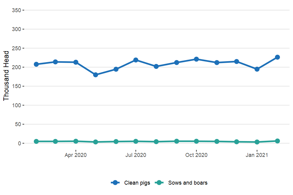 United Kingdom average weekly numbers of pigs slaughtered - February 2021