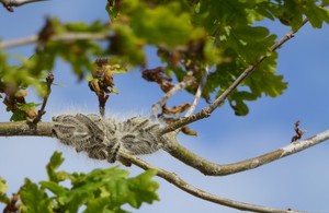 Image of an oak processionary moth caterpillar