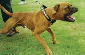 Pit Bull type dog - photo provided by RSPCA