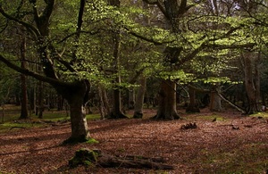 Beech trees in New Forest