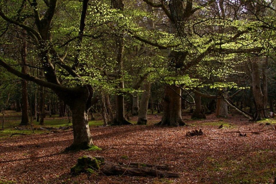 Giglian forest