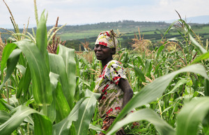 Farmer in maize field in Nyagatare, Rwanda's Eastern Province