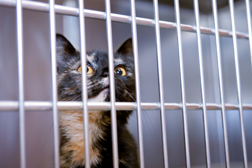 Maximum prison sentence for animal cruelty raised to five years 