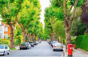 Image of trees lining a road