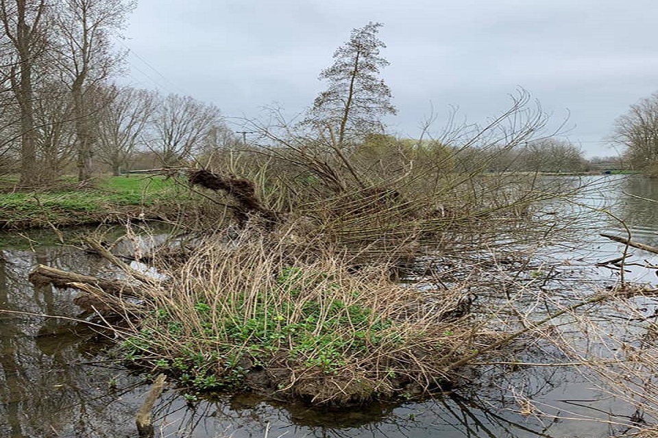 Overgrown vegetation and willow filling a section of the river.