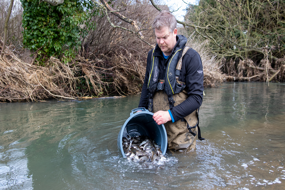 A fisheries officer gently tipping a bucket of fish into a river during the restocking.