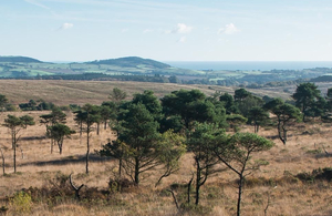 Heathland with grasses and trees with the sea in the background