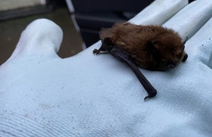 Noella, the Soprano Pipistrelle bat rescued by Highways England near the A303