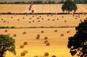 Flickr - English harvest