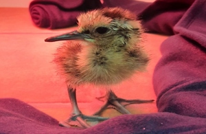 Image shows a fluffy curlew chick, which is a mottled yellow brown colour and has a large beak and feet