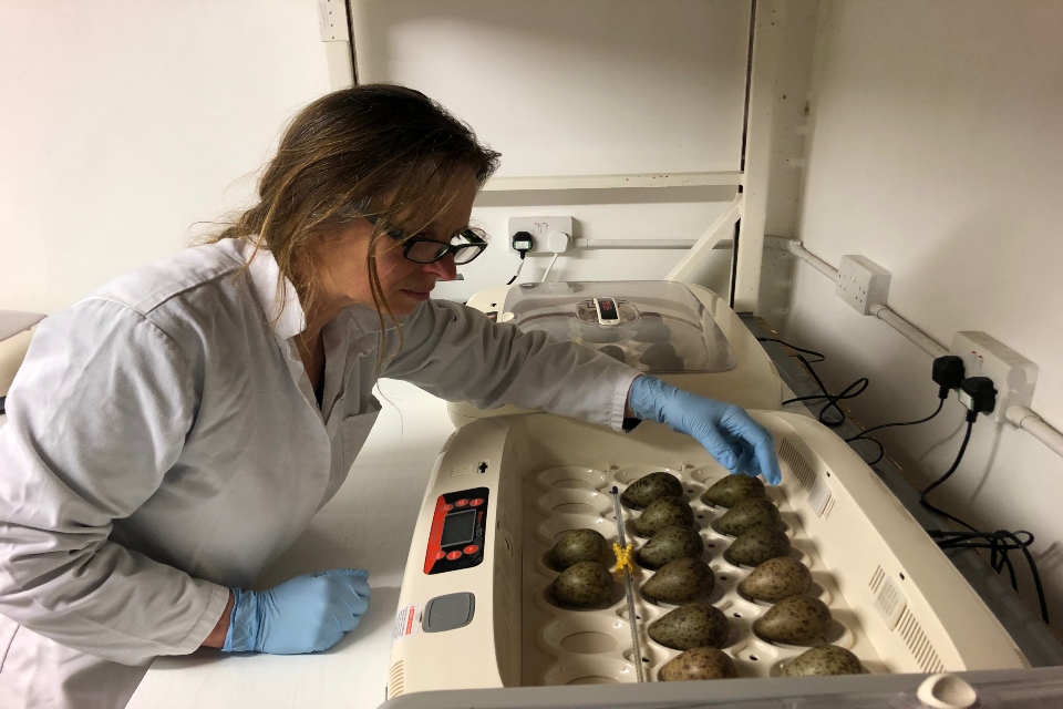 A woman in a white lab coat inspects an incubator full of mottled greeny brown eggs