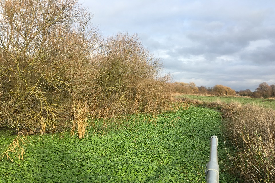 The Bedford ouse before the Floating pennywort was cleared.