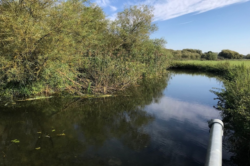 The Bedford ouse after the Floating pennywort was cleared.