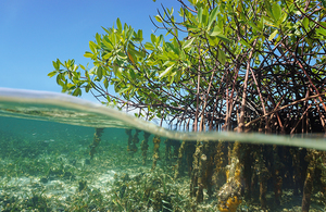An image showing mangroves, a tree found in tropical and sub-tropical regions that can act as a natural coastal defence for areas threatened by coastal inundation.
