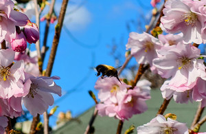 a bee flying next to pink flowers