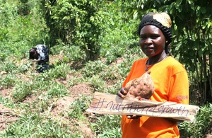Zamzam is a commercial farmer cultivating potato plants in Luwero, Uganda. Picture: Martin Malungu/HarvestPlus