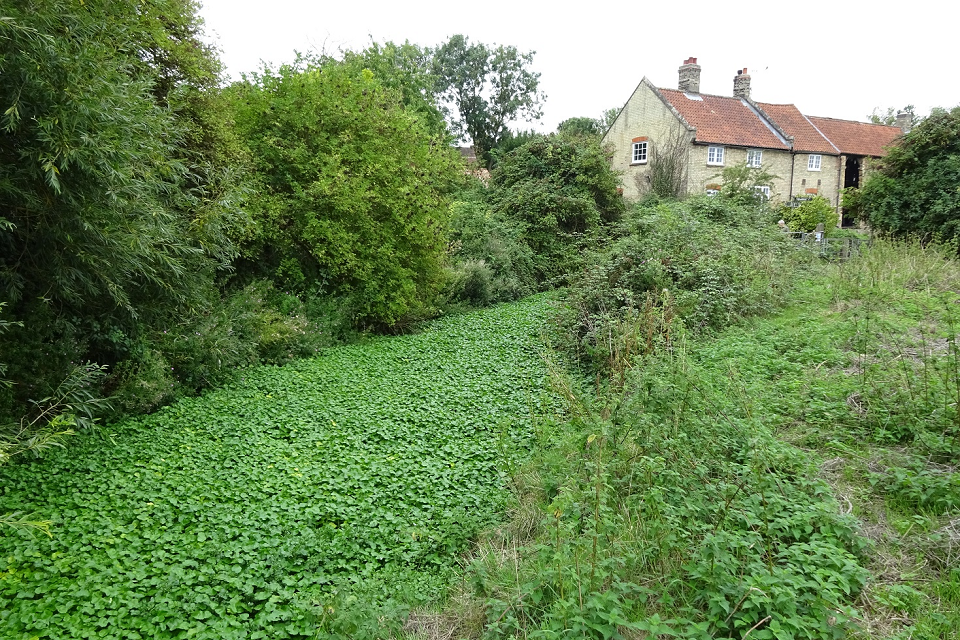 The Floating Pennywort on the river Cam before the volunteers removed it.