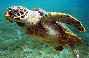 image of marine turtle in water