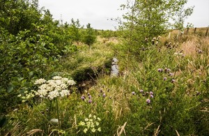 Flowers and grass