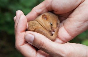 A hazel dormouse is pictured curled up in a human's hands.