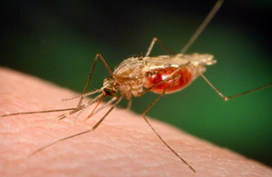 Anopheles mosquito