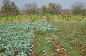 picture of a farm