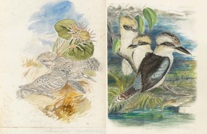 Two watercolour paintings of birds by artist John Gould
