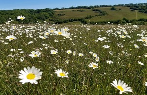 An image of large daisies in a meadow.