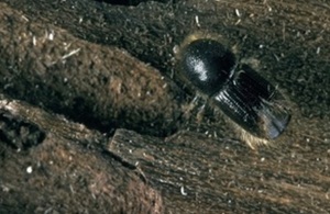 The tree pest eight-toothed spruce bark beetles (Ips typographus)
