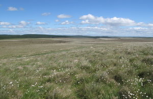 Image of peatland with white flowers