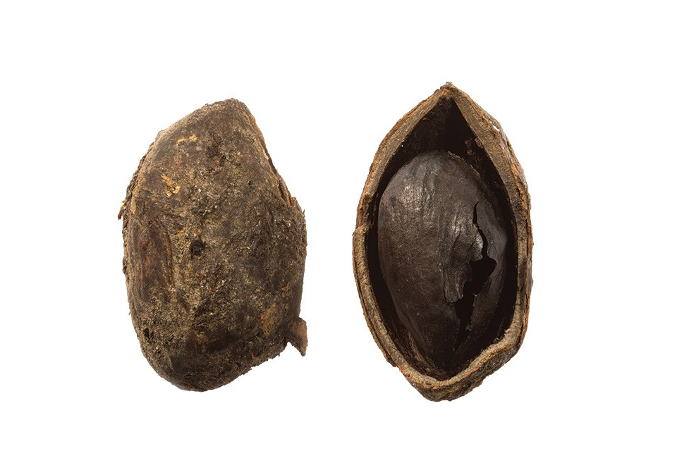 Earliest pistachio nut known in Britain.