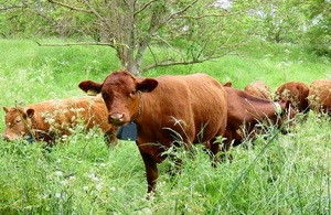 Lincolnshire cows wearing the smart collars.
