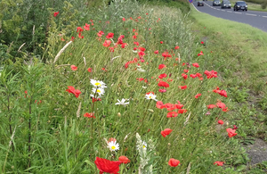 Wildflowers and grasses in the verges on the A64 that are attracting the bees