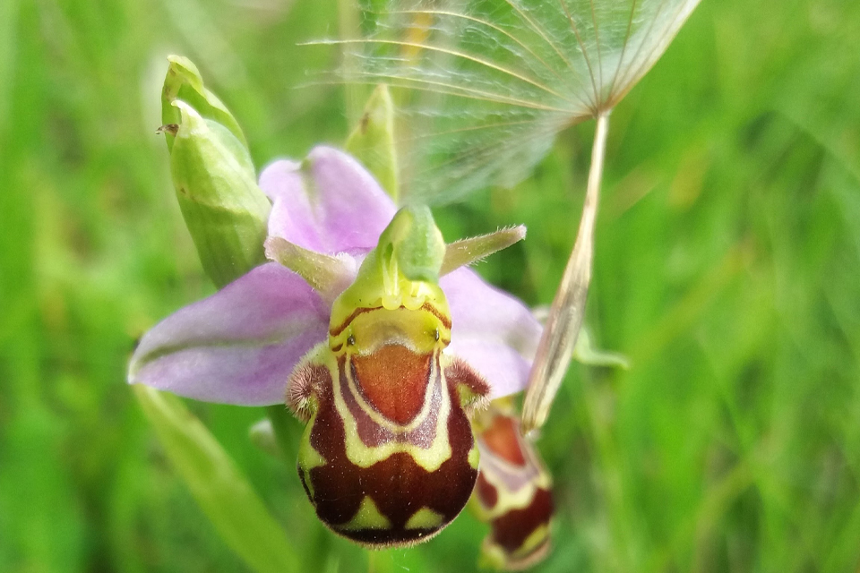 A bee orchid alongside the A64 near Askham Bog nature reserve 