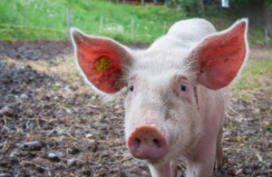 A photo of a pig on a farm