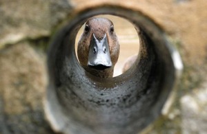 Madagascan Pochard - credited to Owen Joiner at the Wildfowl and Wetlands Trust