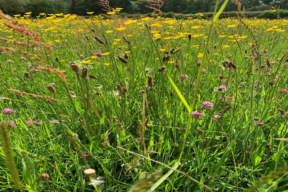 Image shows a close up of the grasslands dotted with wild flowers