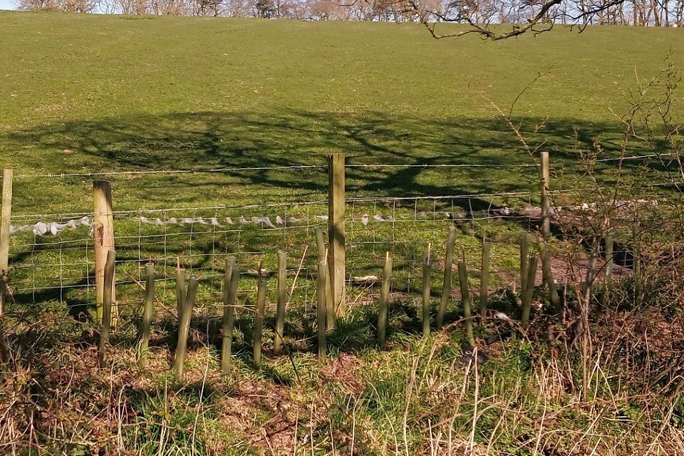 Image shows new trees planted in the Upper Ouseburn catchment 