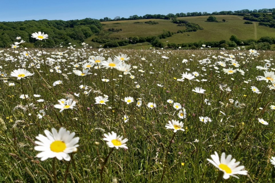Local communities urged to help shape the natural world around them - Vimarsana News