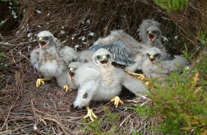 A group of hen harrier chicks are sat on a ground nest, they are squawking.