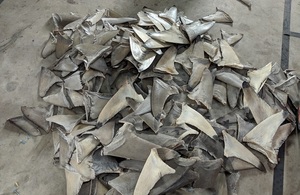A pile of detached shark fins