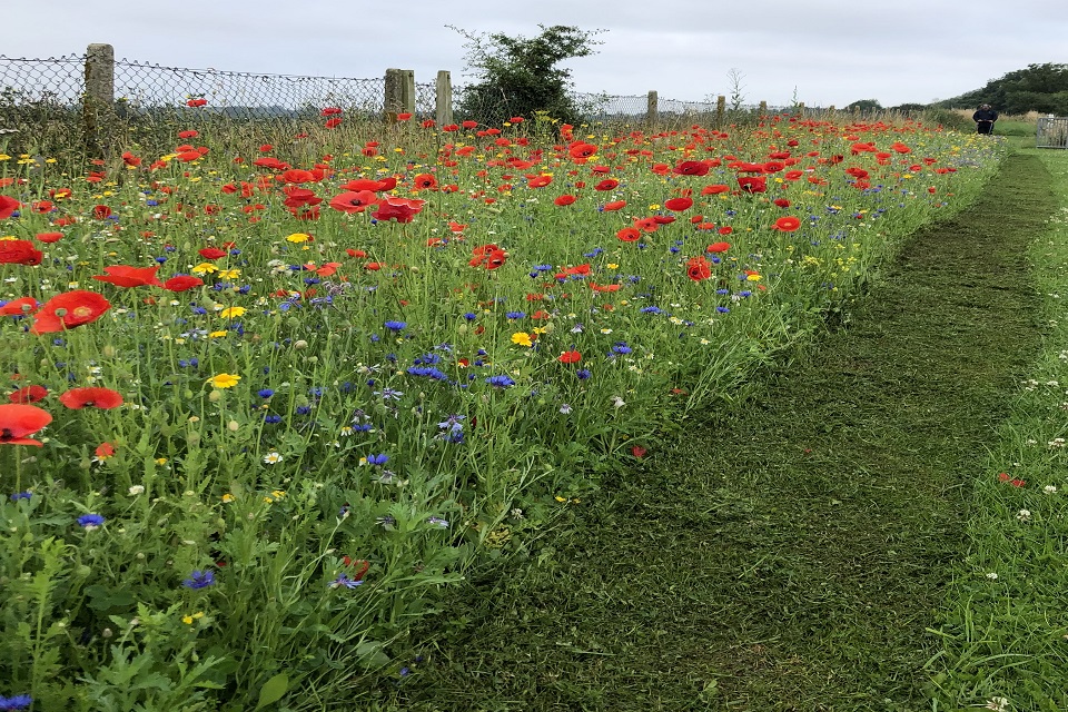 A long border of colourful wildflowers including red poppies stretches off into the distance.