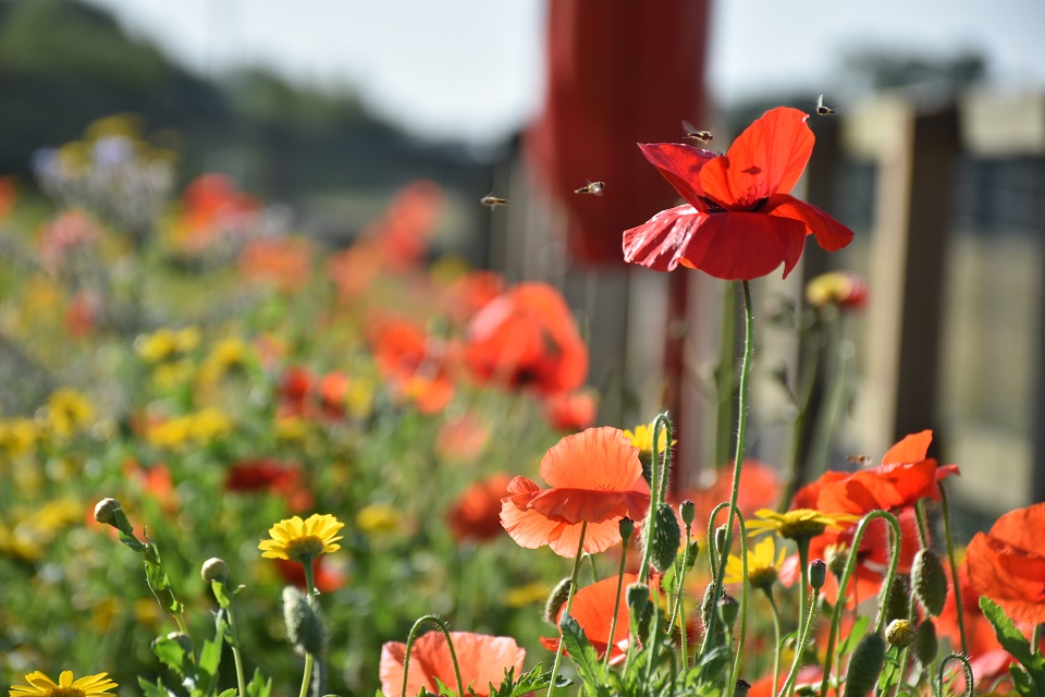 A close up view of wildflowers shows hoverflies on and near a red poppy planted. Further yellow flowers are in the background, out of focus.