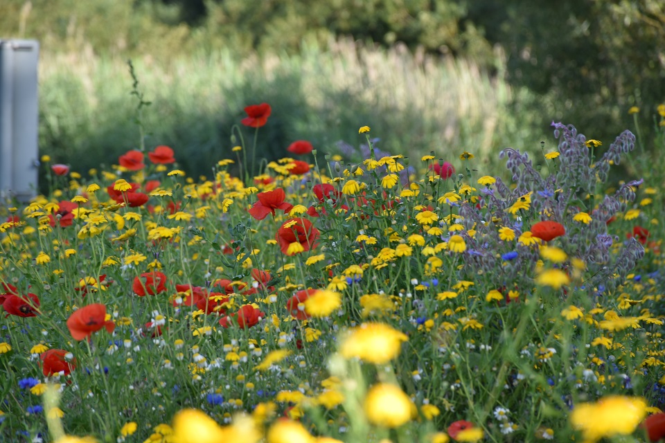 A close up of some of the colourful flowers.