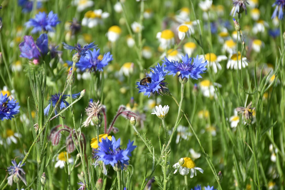 A bee is shown sitting on a blue wildflower. Around it are more wildflowers.