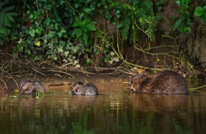 An adult beaver and two baby kits are seen swimming in a river.