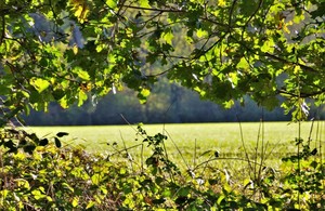 A field is pictured through some green trees and plants. it's very bright and sunny